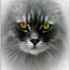 Maine Coon