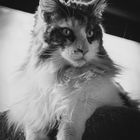 Maine Coon Beauty 