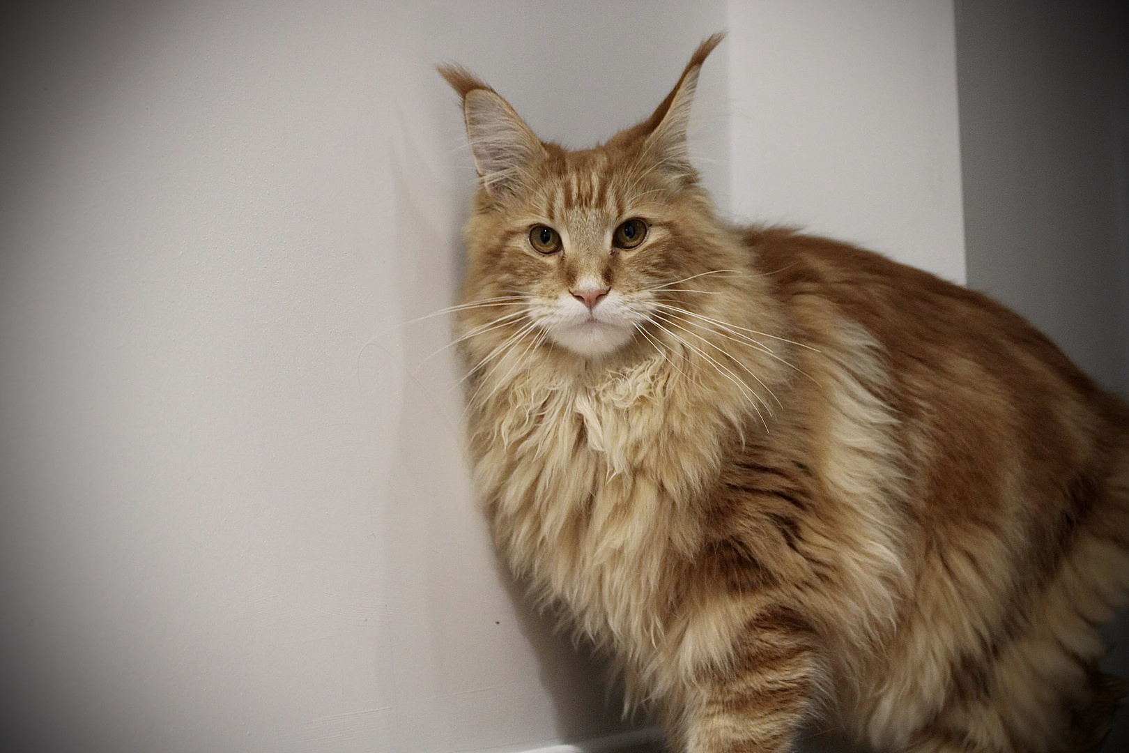 Maine coon bientôt  8 mois