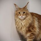 Maine coon bientôt  8 mois