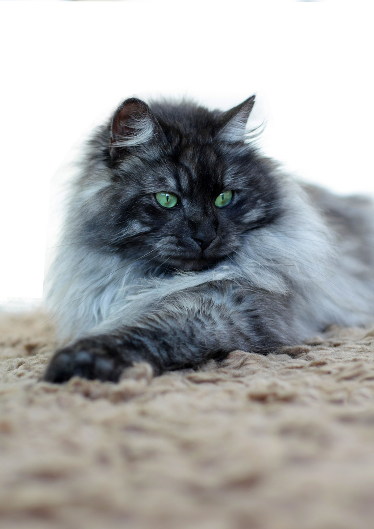 Maine Coon - black smoke -