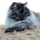 Maine Coon - black smoke -