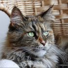 Maine Coon Black Torby Classic