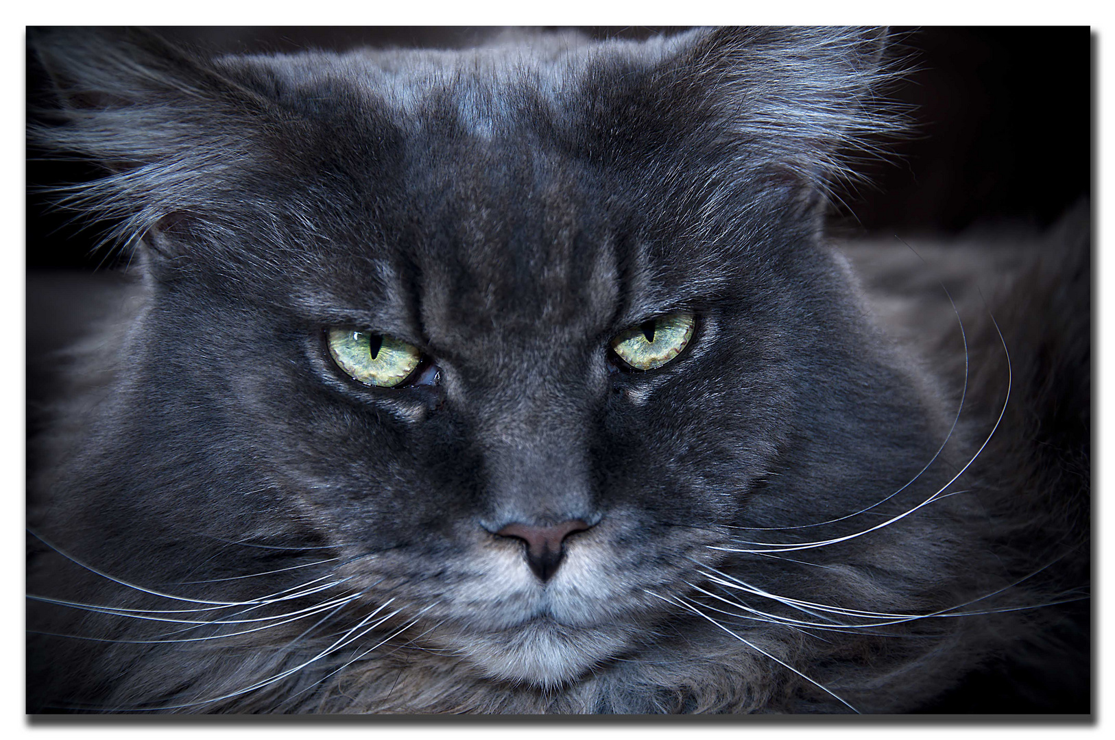 Maine Coon Foto &amp; Bild tiere, haustiere, katzen Bilder auf