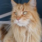 Maine-Coon