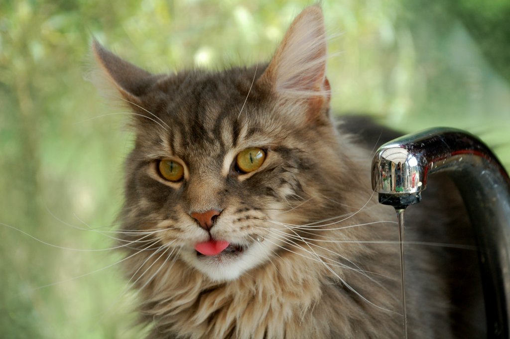 Maine Coon Cat