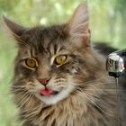 Maine Coon Cat