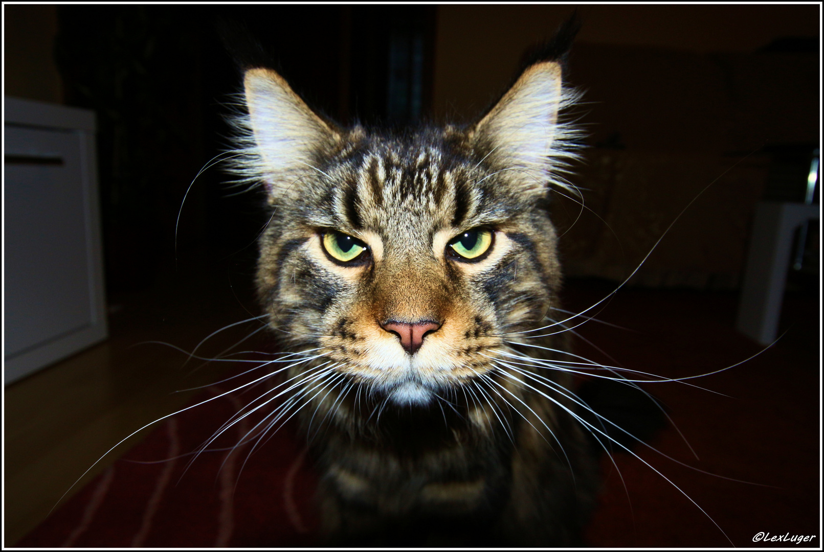 Maine Coon Charlie