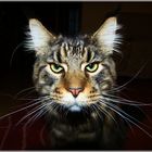 Maine Coon Charlie