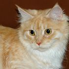 Maine Coon Cream - Ausstellung Schwabach