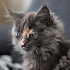 Maine Coon 