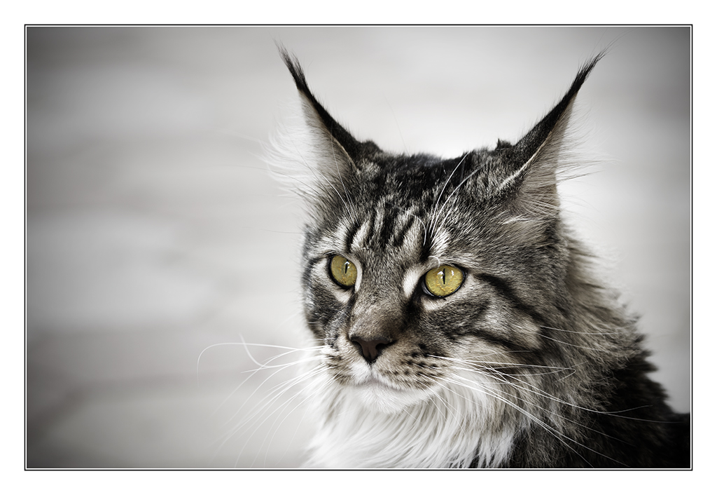 Maine Coon.....