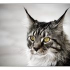 Maine Coon.....