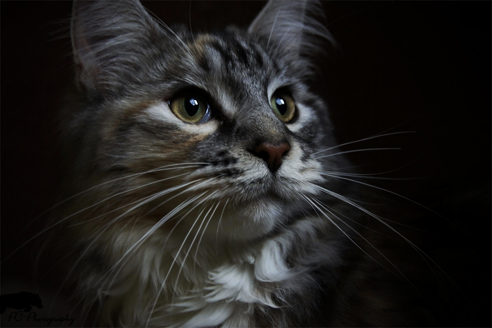 Maine Coon