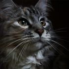 Maine Coon