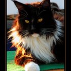 Maine coon