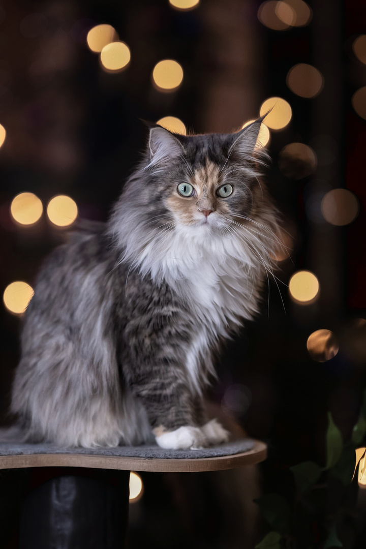 Maine Coon Dame