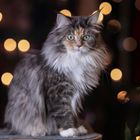 Maine Coon Dame