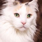 Maine Coon Dame