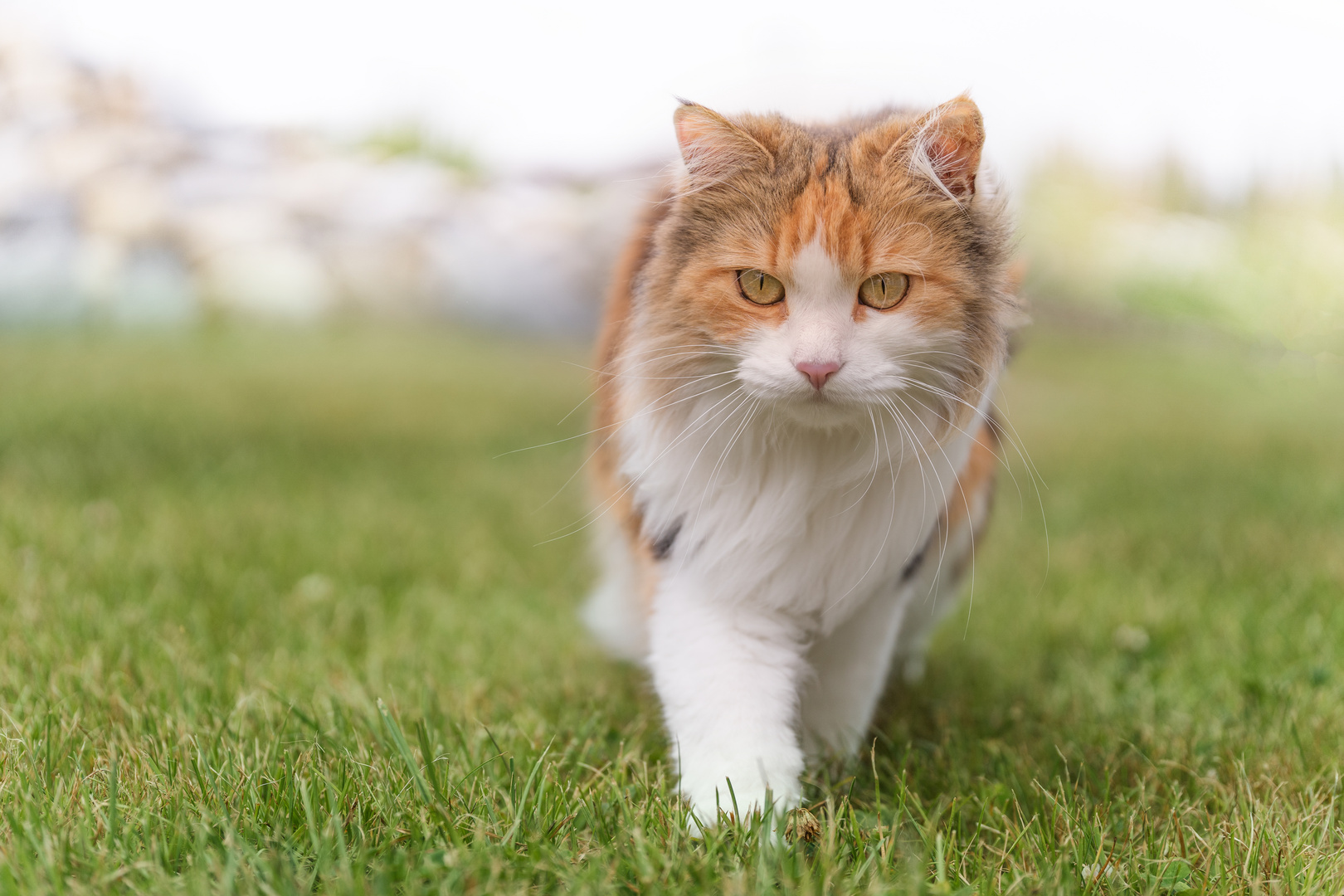 Maine-Coon