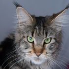 Maine Coon 