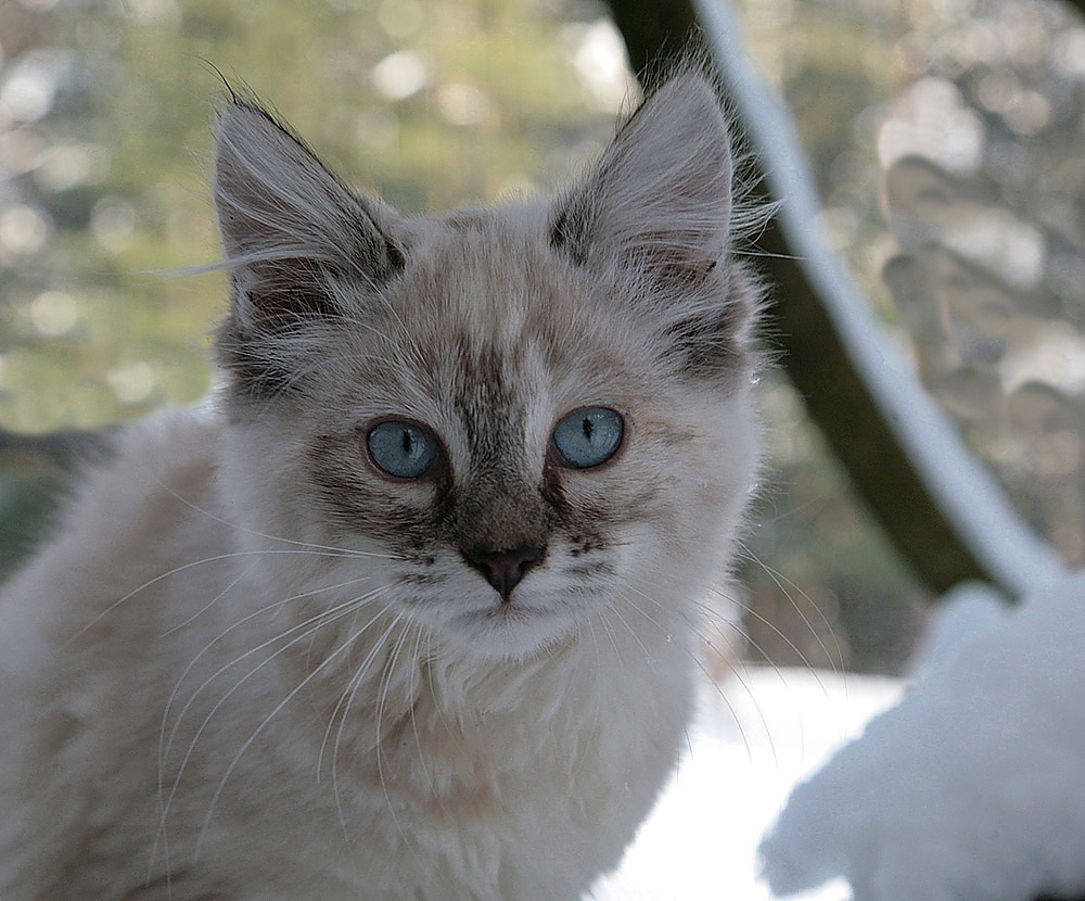 maine coon