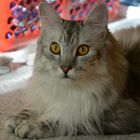 Maine Coon, erwartungsvoll, 12 M.