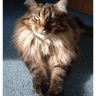 Maine Coon