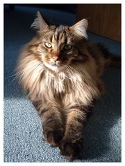 Maine Coon