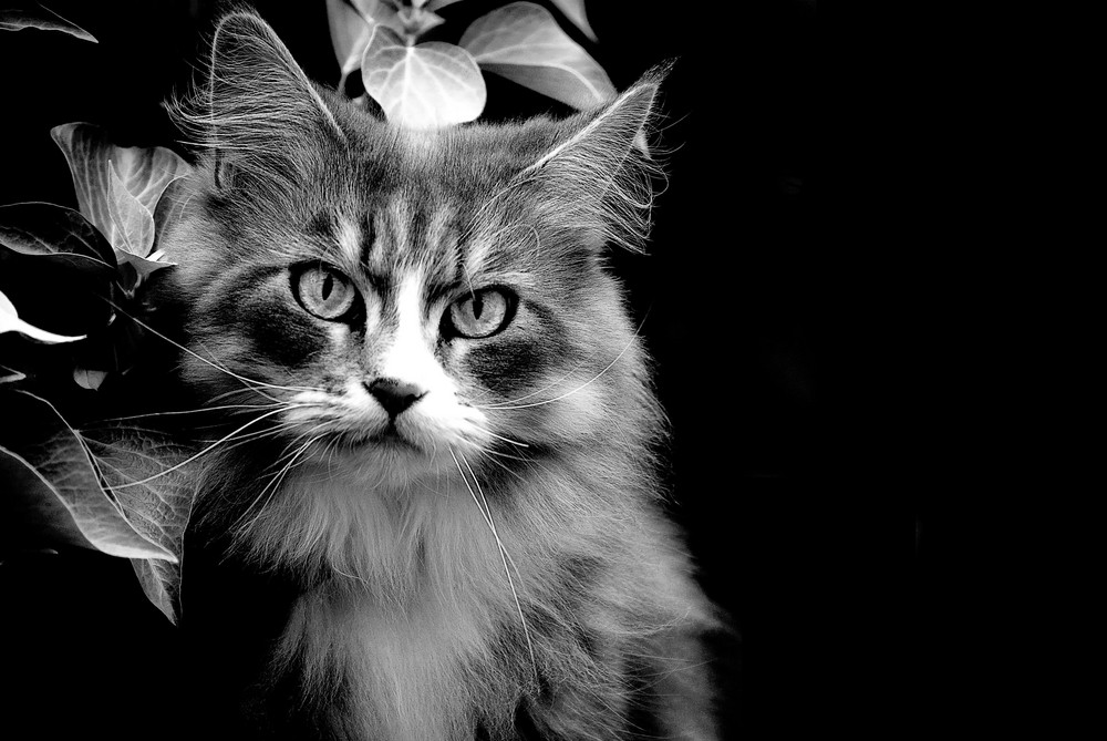 Maine Coon