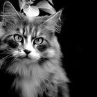 Maine Coon