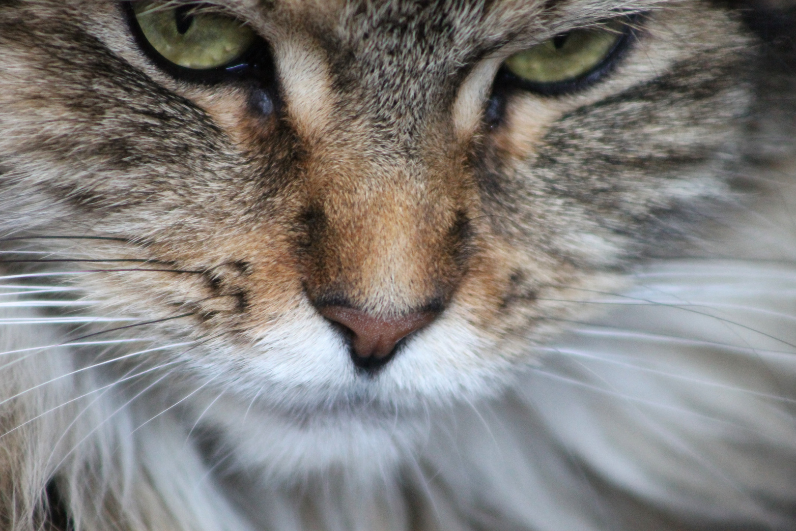 Maine Coon face