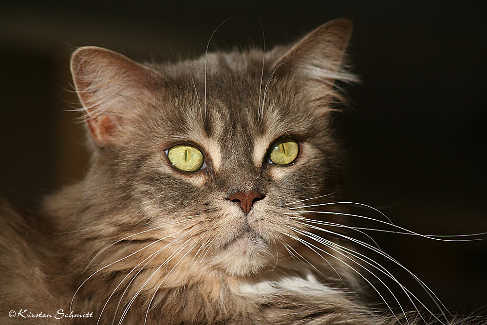 Maine Coon