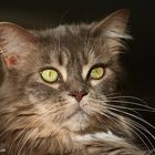 Maine Coon