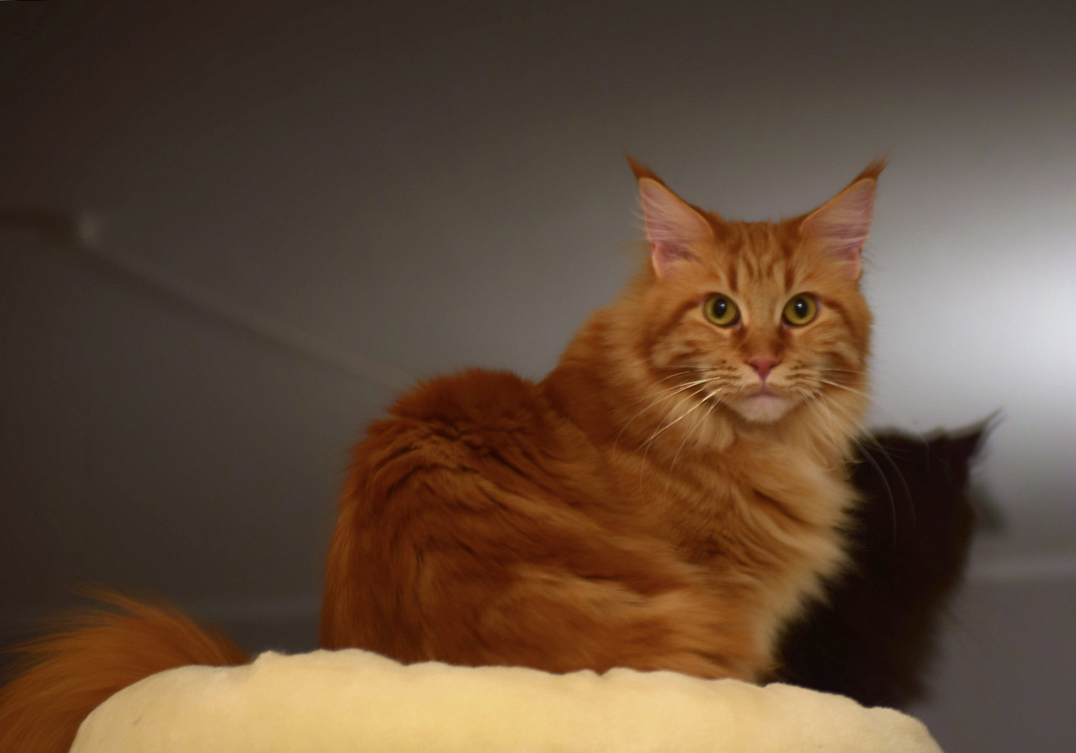 Maine-Coon (Ginger)
