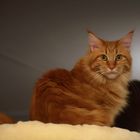 Maine-Coon (Ginger)