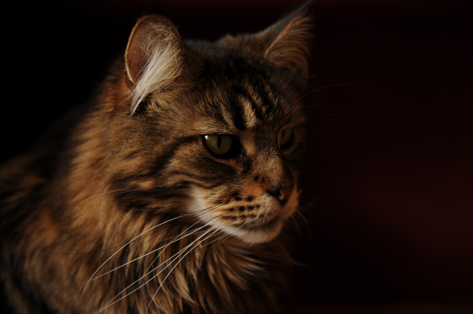 Maine Coon im Abendlicht