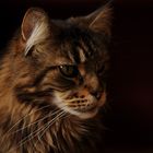 Maine Coon im Abendlicht