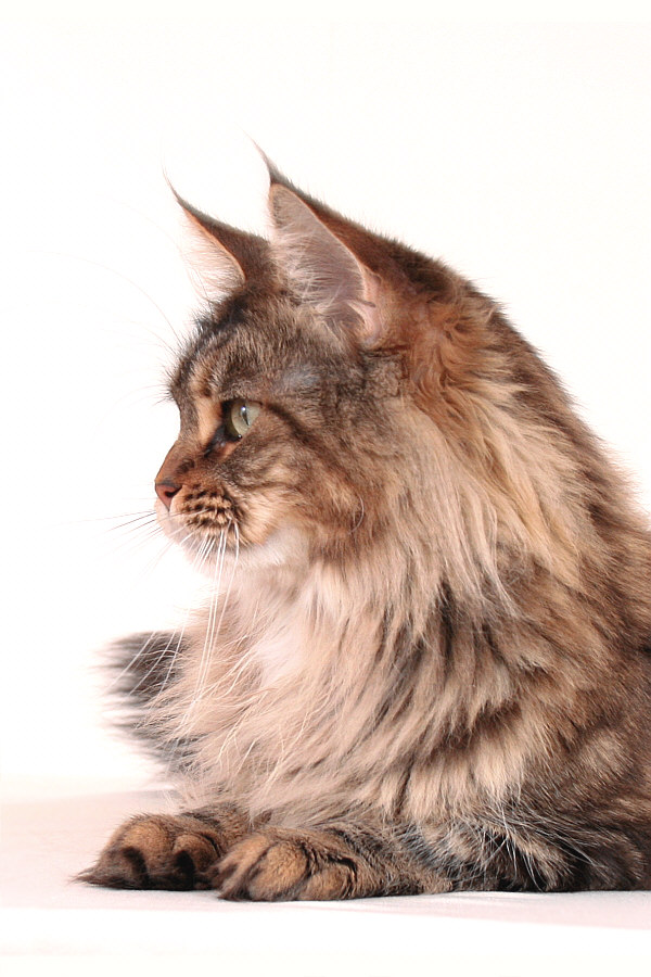 Maine Coon im Profil