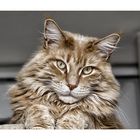 Maine Coon Kastrat