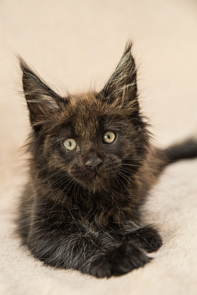 Maine Coon Kater