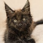 Maine Coon Kater