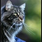 Maine Coon Kater