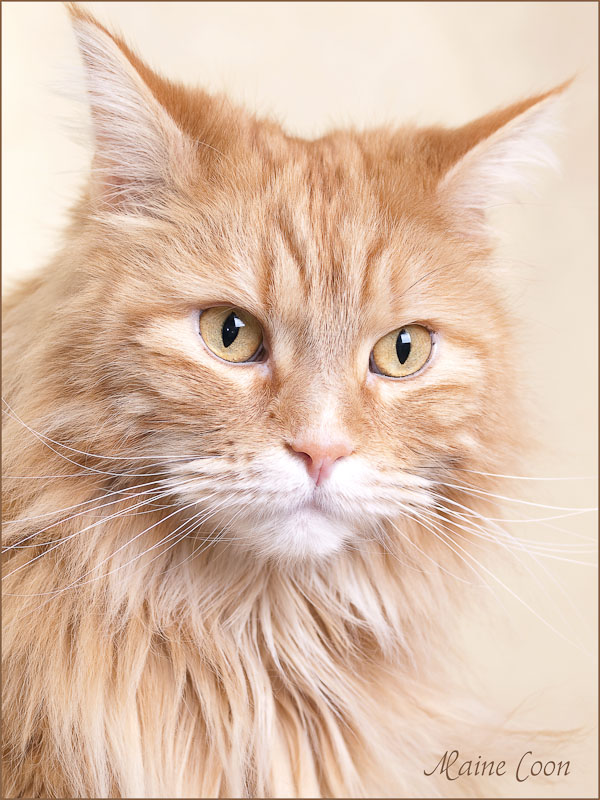 Maine Coon Kater