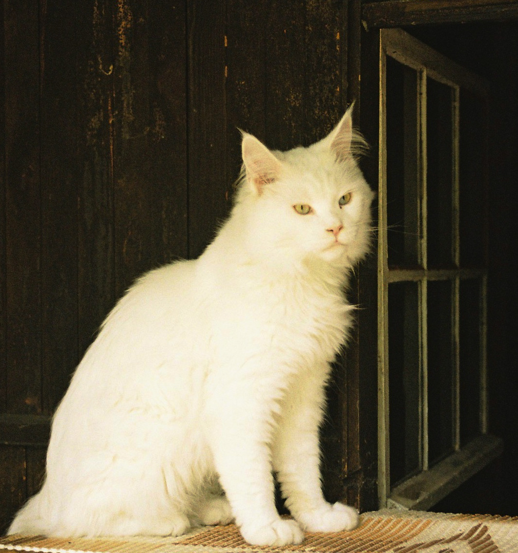 Maine-Coon-Kater