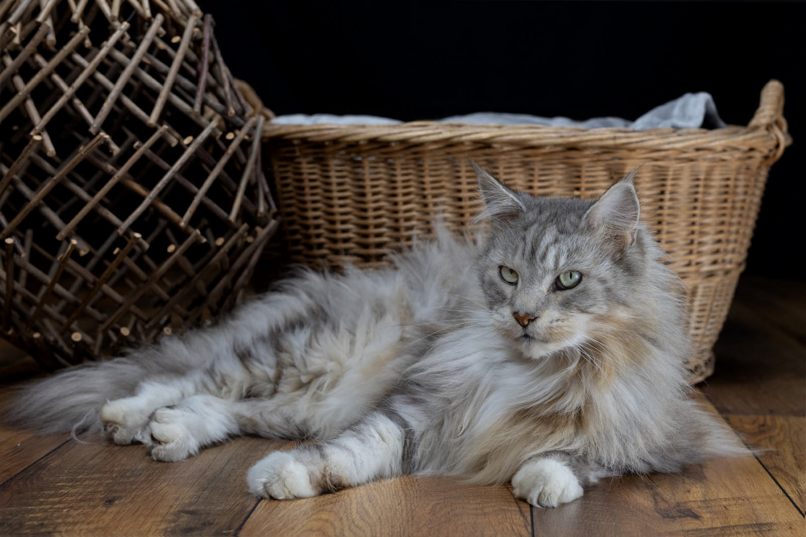 Maine Coon Kater