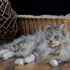 Maine Coon Kater