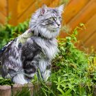 Maine Coon Kater