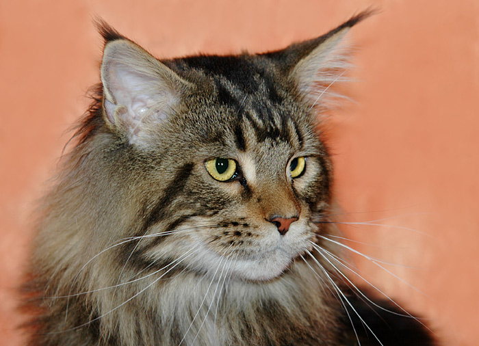 Maine Coon Kater - Ausstellung Schwabach