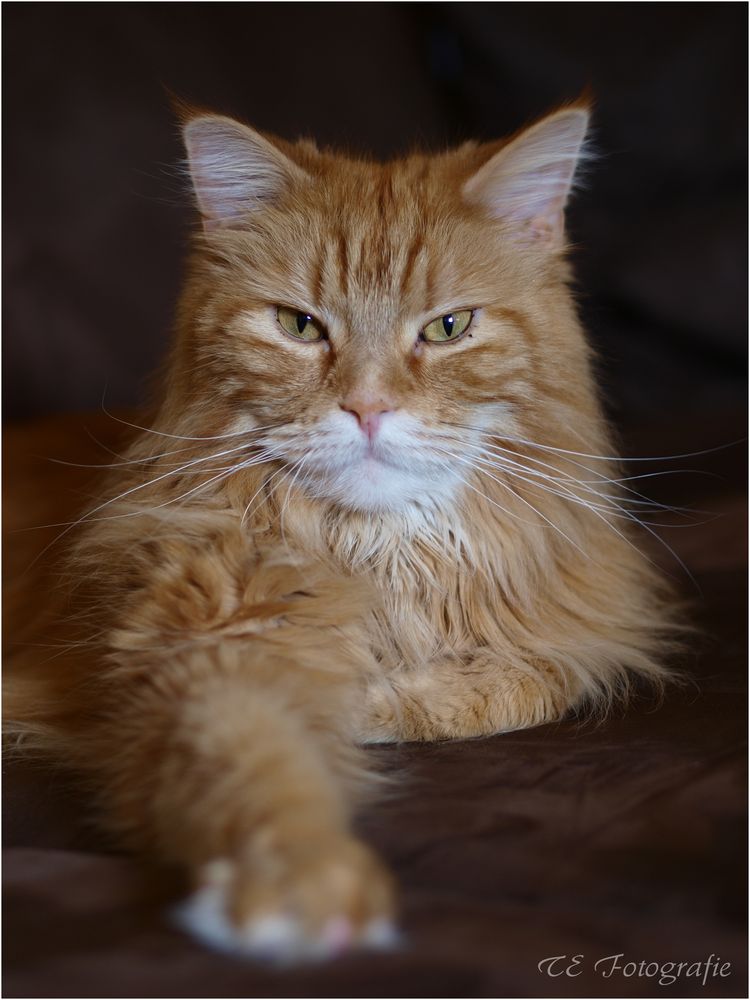 Maine Coon Kater beim relaxen...